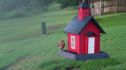 /Birds/Thumbs/20240602/found20240602-184533.png 