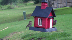 /Birds/Thumbs/20240603/found20240603-102454.png 