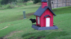 /Birds/Thumbs/20240603/found20240603-135830.png 