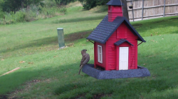 /Birds/Thumbs/20240603/found20240603-141004.png 