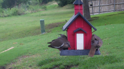 /Birds/Thumbs/20240603/found20240603-145534.png 