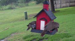 /Birds/Thumbs/20240603/found20240603-171534.png 