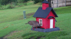 /Birds/Thumbs/20240603/found20240603-181158.png 
