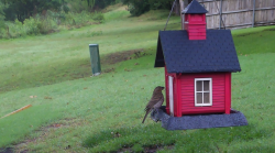 /Birds/Thumbs/20240604/found20240604-073519.png 
