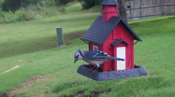 /Birds/Thumbs/20240604/found20240604-105601.png 