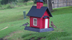 /Birds/Thumbs/20240604/found20240604-122337.png 