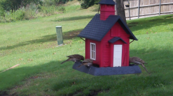 /Birds/Thumbs/20240604/found20240604-142423.png 