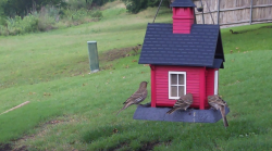 /Birds/Thumbs/20240604/found20240604-152022.png 