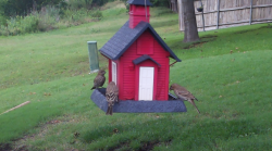 /Birds/Thumbs/20240604/found20240604-153252.png 