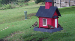 /Birds/Thumbs/20240604/found20240604-153343.png 