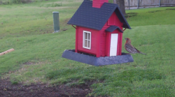 /Birds/Thumbs/20240608/found20240608-063134.png 