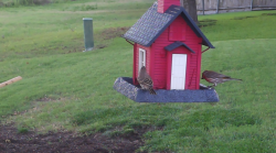 /Birds/Thumbs/20240608/found20240608-064316.png 