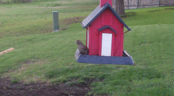/Birds/Thumbs/20240608/found20240608-070752.png 