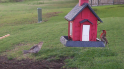 /Birds/Thumbs/20240608/found20240608-071056.png 