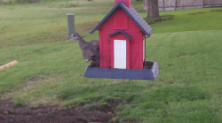 /Birds/Thumbs/20240608/found20240608-071534.png 