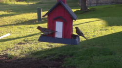 /Birds/Thumbs/20240608/found20240608-073812.png 