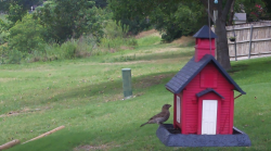 /Birds/Thumbs/20240612/found20240612-140012.png 