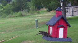 /Birds/Thumbs/20240612/found20240612-163442.png 