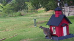 /Birds/Thumbs/20240612/found20240612-172151.png 