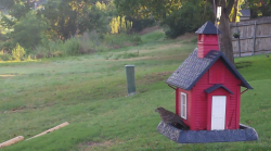 /Birds/Thumbs/20240613/found20240613-071808.png 