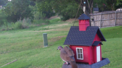 /Birds/Thumbs/20240613/found20240613-202826.png 