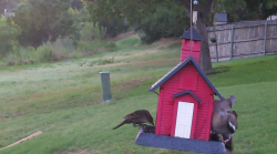 /Birds/Thumbs/20240614/found20240614-063640.png 