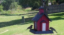 /Birds/Thumbs/20240614/found20240614-105839.png 