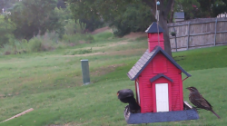 /Birds/Thumbs/20240616/found20240616-062533.png 