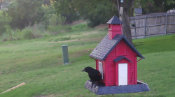 /Birds/Thumbs/20240616/found20240616-064647.png 