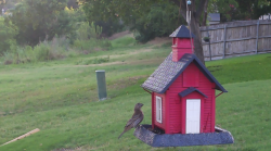/Birds/Thumbs/20240616/found20240616-065027.png 