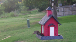 /Birds/Thumbs/20240616/found20240616-065058.png 