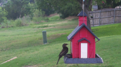 /Birds/Thumbs/20240616/found20240616-082326.png 