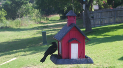 /Birds/Thumbs/20240616/found20240616-101155.png 