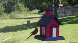 /Birds/Thumbs/20240616/found20240616-121246.png 