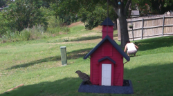 /Birds/Thumbs/20240616/found20240616-150523.png 