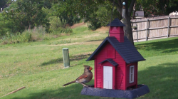 /Birds/Thumbs/20240616/found20240616-165546.png 