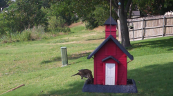 /Birds/Thumbs/20240616/found20240616-171239.png 