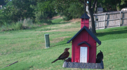 /Birds/Thumbs/20240616/found20240616-184936.png 