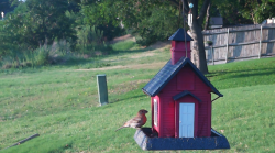 /Birds/Thumbs/20240616/found20240616-193829.png 