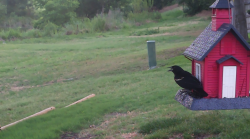 /Birds/Thumbs/20240621/found20240621-062910.png 