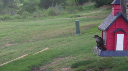 /Birds/Thumbs/20240621/found20240621-065100.png 