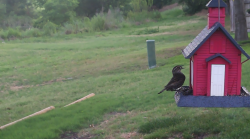 /Birds/Thumbs/20240621/found20240621-065233.png 