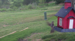 /Birds/Thumbs/20240621/found20240621-065309.png 