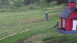 /Birds/Thumbs/20240621/found20240621-065339.png 