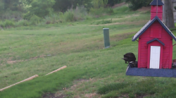 /Birds/Thumbs/20240621/found20240621-065510.png 