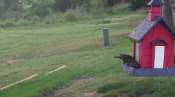 /Birds/Thumbs/20240621/found20240621-065541.png 