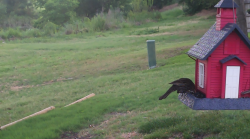 /Birds/Thumbs/20240621/found20240621-065643.png 