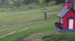 /Birds/Thumbs/20240621/found20240621-071643.png 