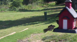 /Birds/Thumbs/20240621/found20240621-102716.png 