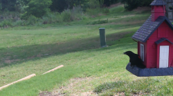 /Birds/Thumbs/20240621/found20240621-105422.png 